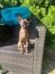 Sphynx Kater 3 5 Jahre