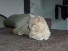 BKH Creme sucht liebevolles Zuhause
