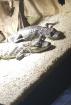 Caiman crocodylus 0. 1 gesucht