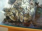 Königspython inkl. Glasterrarium Unterschrank und Deko