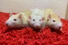 12 Ratten Männchen suchen neues Zuhause