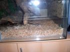 Boa constrictor