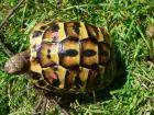 Testudo hermanni hermanni Italienische Landschildkröten Nachzucht 2022