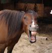 Suche dringende Reitbeteiligung