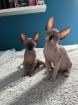 Sphynx Kitten suchen ein Zuhause