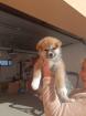 Japanische Akita Inu Welpen