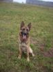 Lieber voller Malinois abzugeben mit papieren