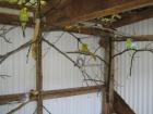 Weibliche Wellensittiche gesucht