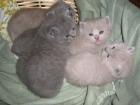 BKH Kitten in blau lilac und chocolate