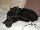 2 Süße Katzen Babys ca 15 Wochen alt Zubehör