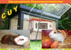 Peruanische Riesenmeerschweinchen CUY