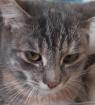 Bijou sucht dringend ein Zuhause aus dem Tierschutz / gechipt geimpft kast