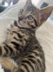 Bengal Jungen zu Verkaufen