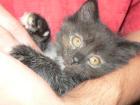 Norwegische Waldkatzen Kitten