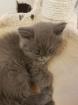 Bkh Kitten