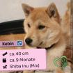 Kebin m 9 Monate 40cm Slowakei