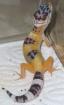 Leopardgeckos abzugeben Tremper Albinos Hybinos High Yellow und Hypo
