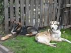 Malamut-Schaäferhund Mix