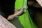Jungferngecko Lepidodactylus lugubris abzugeben