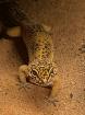 Leopardgecko mit Terrarium und Zubehör
