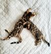 Bengal Kitten mit Stammbaum