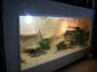Biete Terrarium kompletter eigenbau mit gelben handzahmen männchen 1 8m mal 0 7m