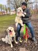 Golden Retriever Hündin zu verkaufen