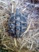 Griechische Landschildkröten