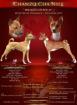 Basenji - Welpen ab 21. 12. 2022