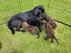 Labrador- Boxer-Weimaraner Welpen