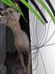 SPHYNX KATER ZU VERKAUFEN