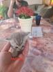 Wunderschöne BKH Kitten