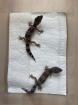 Leopardgecko NZ 22