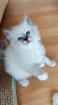 Heilige birma kitten