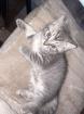BKH Baby Kater 11. 04 21