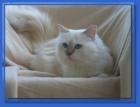 Birmakastrat lilac-tabby sucht ein Neues Zuhause