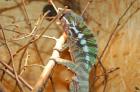 Furcifer Pardalis Diego Suarez 2. 4