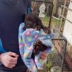 Labrador welpen