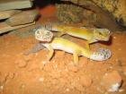 Leopardgecko