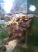Leopardgecko Männchen Lavendel ca. 2 J alt TOP