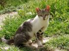 Ilsebill - Wunderhübsches Katzenmädchen sucht neues Zuhause