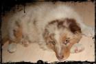 1 Bildhübscher Australian Shepherd Welpe mit ASCA-Papieren