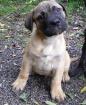 Bullmastiff/ Hundewelpen zu verkaufen
