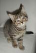 Kätzchen kleiner Kater Albert sucht neue Katzenbesitzer