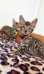 Bengal katze Baby Katzen