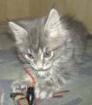 2Verschmuste Maine Coon Mix Babys