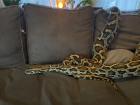 Suche Dunklen Tigerpython 0. 1 Baby