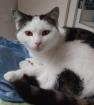 Tony verschmuster Kater sucht dringend liebevolles Zuhause aus dem Tierschut