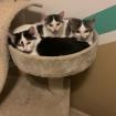 Holly und Lilly - Dreamteam sucht dringend ein Zuhause aus dem Tierschutz