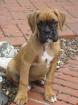 Boxerwelpen gelb/hirschrot
